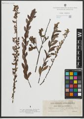 Foto von Salix myrtilloides L.